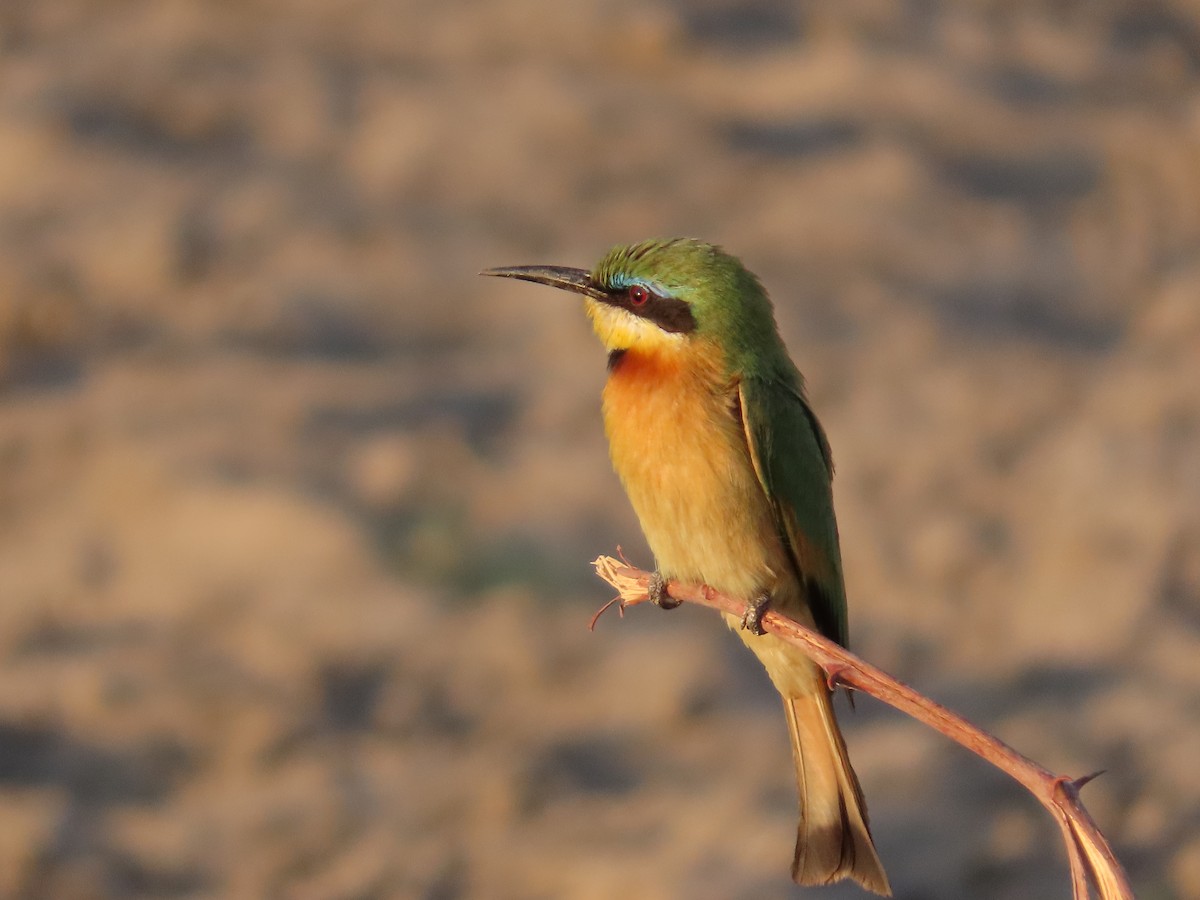 Little Bee-eater - ML620900018