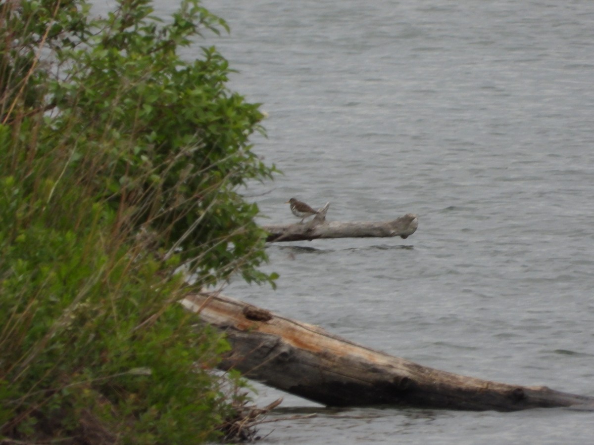 Spotted Sandpiper - ML620900020