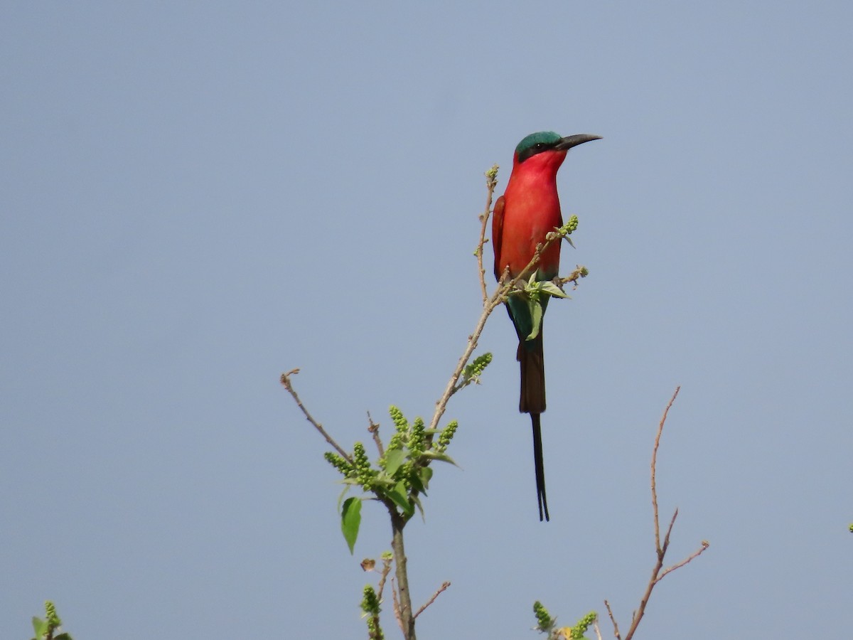 Southern Carmine Bee-eater - ML620900022