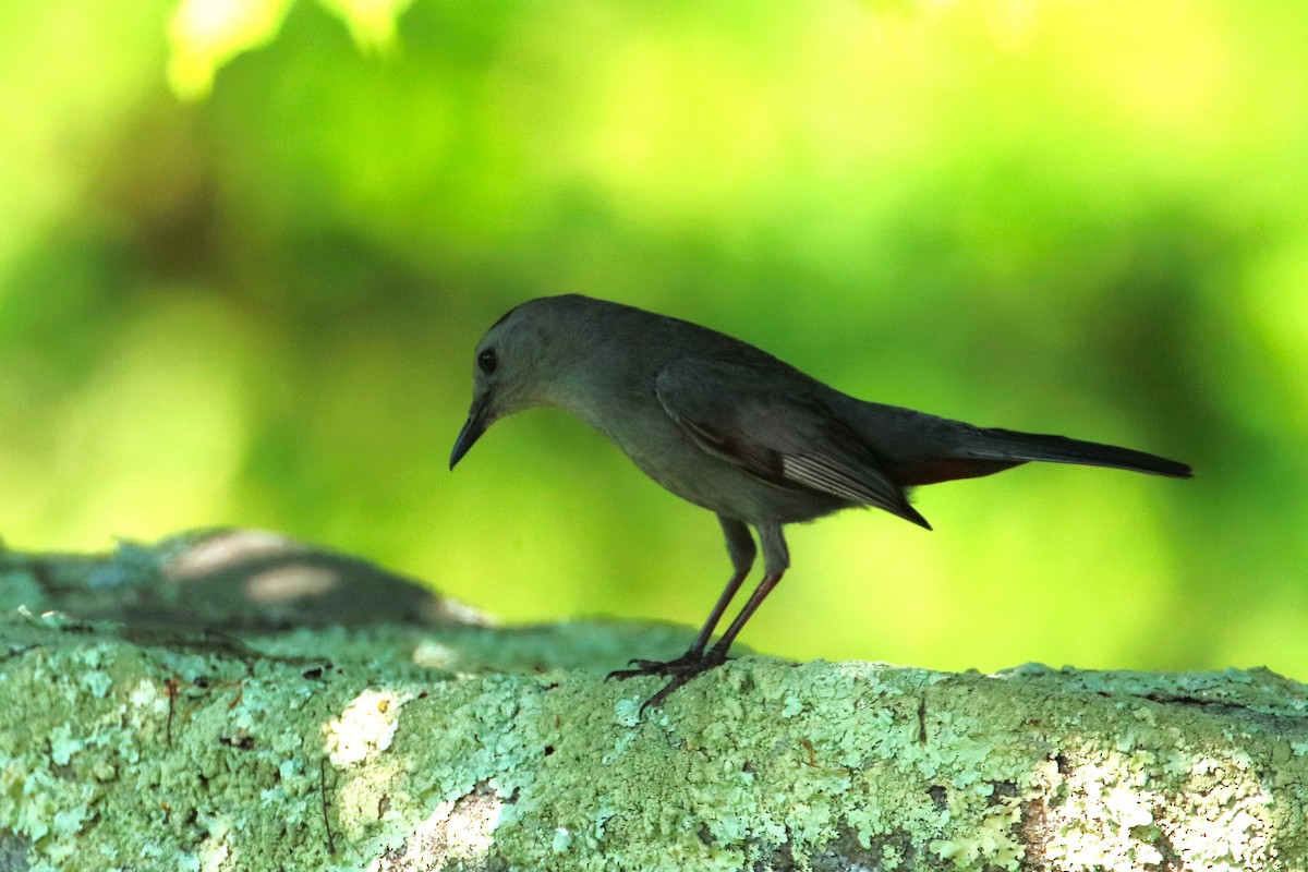 Gray Catbird - ML620900024