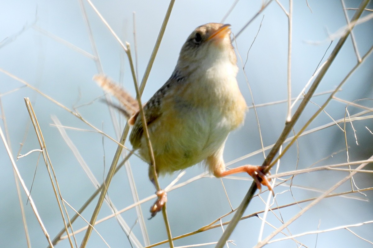 Sedge Wren - ML620900026