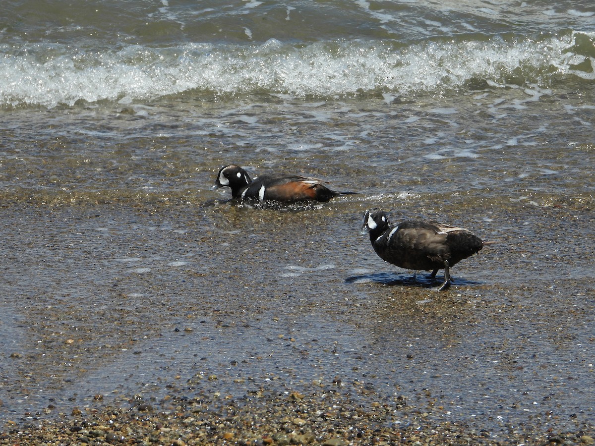 Harlequin Duck - ML620900027