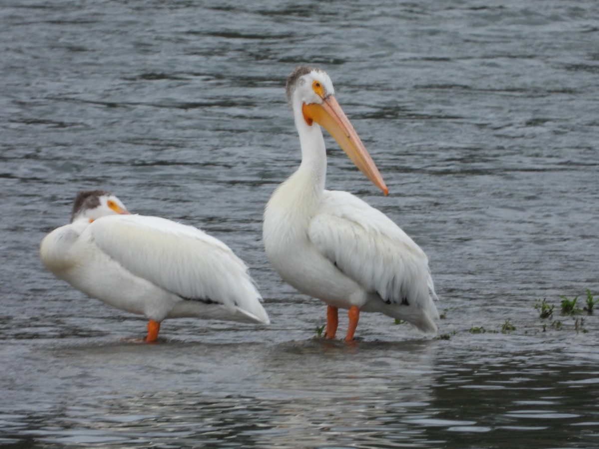 pelikán severoamerický - ML620900028