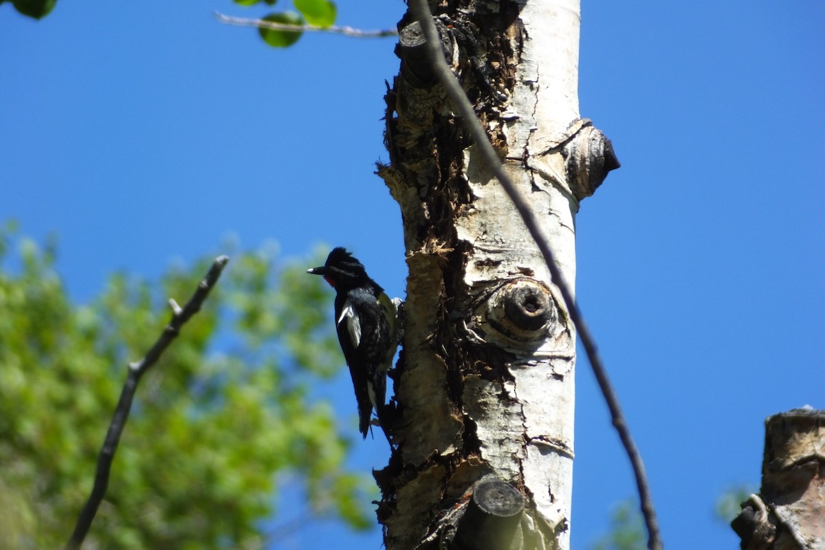 Williamson's Sapsucker - ML620900030