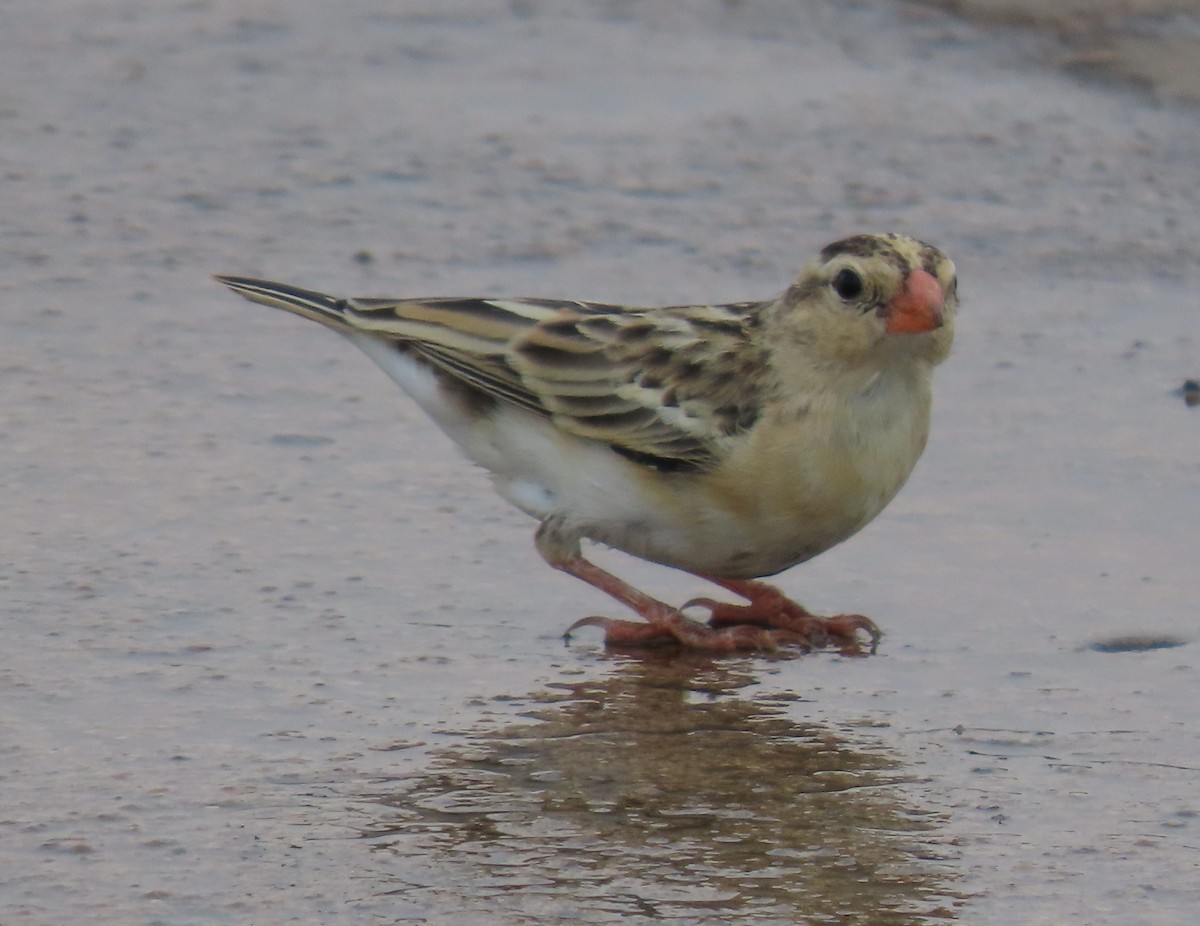 Viuda Senegalesa - ML620900032