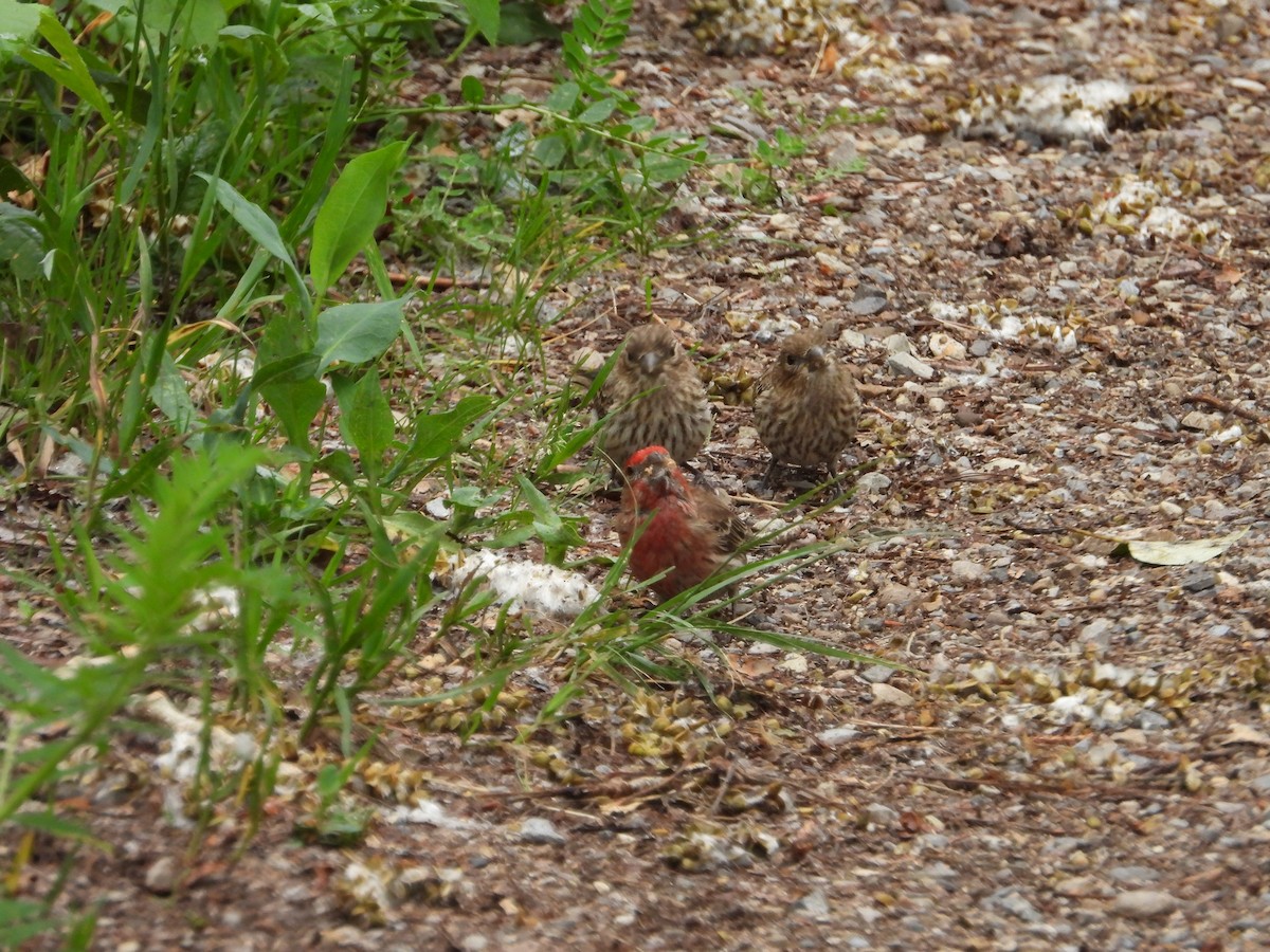 House Finch - ML620900033