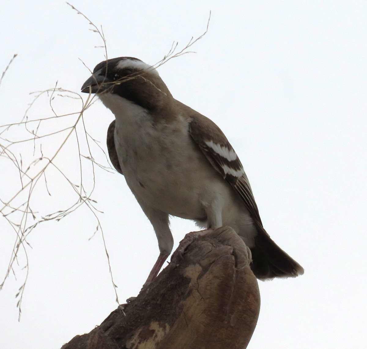 White-browed Sparrow-Weaver - ML620900034