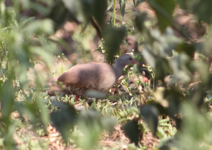 Small-billed Tinamou - ML620900035