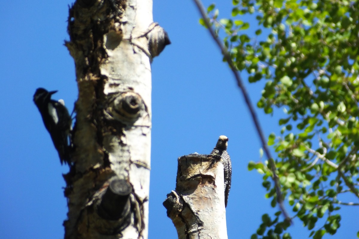 Williamson's Sapsucker - ML620900036