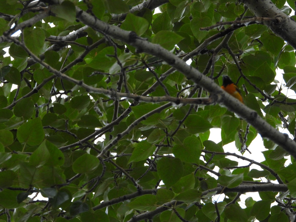 Oriole de Baltimore - ML620900037