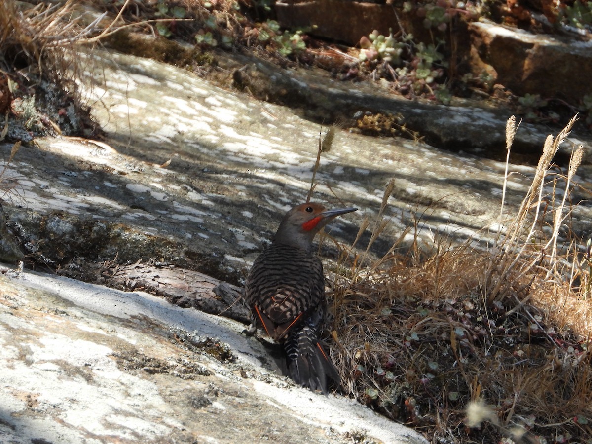 Northern Flicker - ML620900039