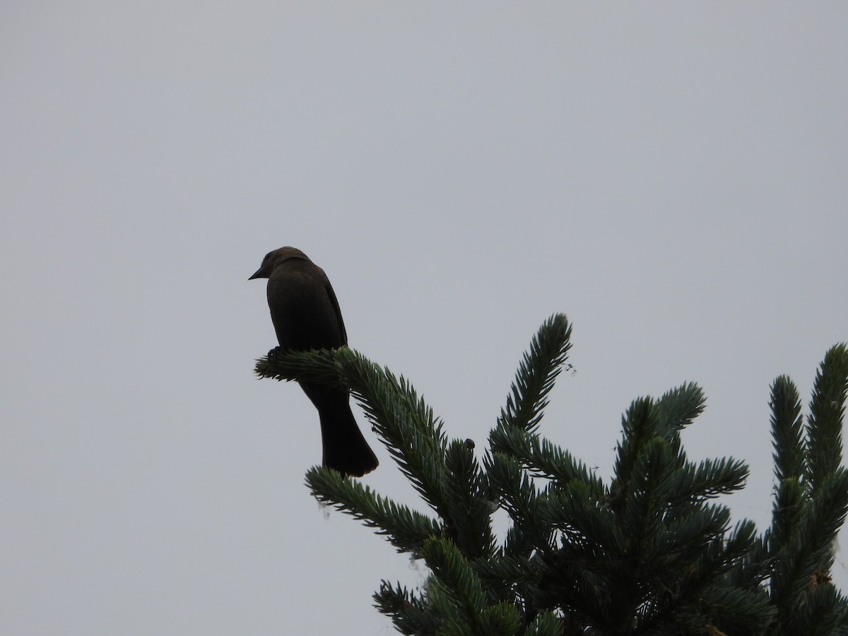 Brown-headed Cowbird - ML620900041