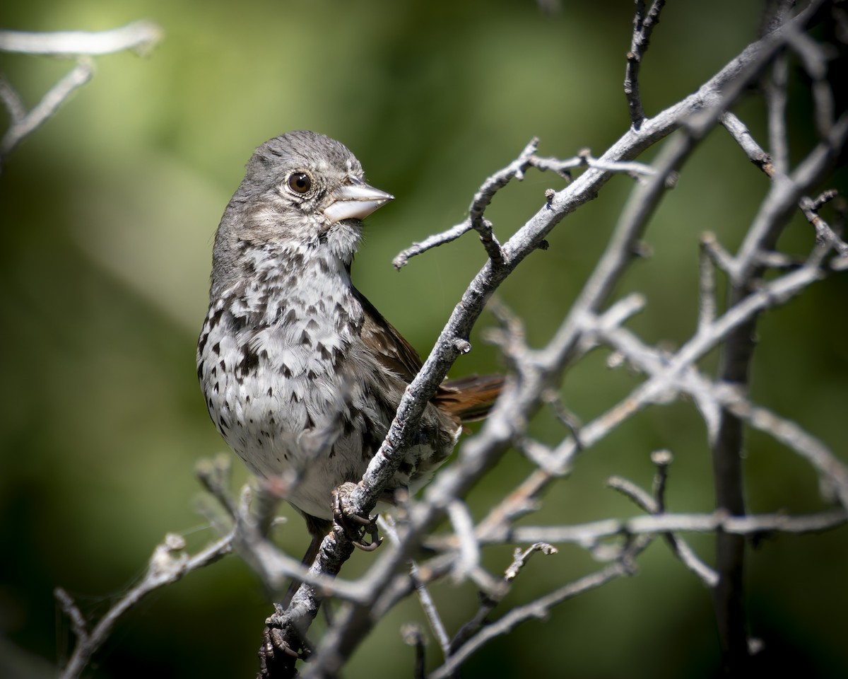 Fox Sparrow (Thick-billed) - ML620900042