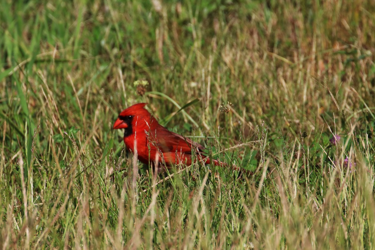 Cardinal rouge - ML620900044