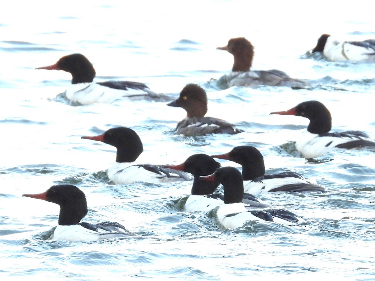 Common Merganser - ML620900045