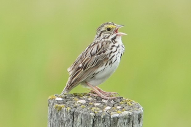 Savannah Sparrow - ML620900049