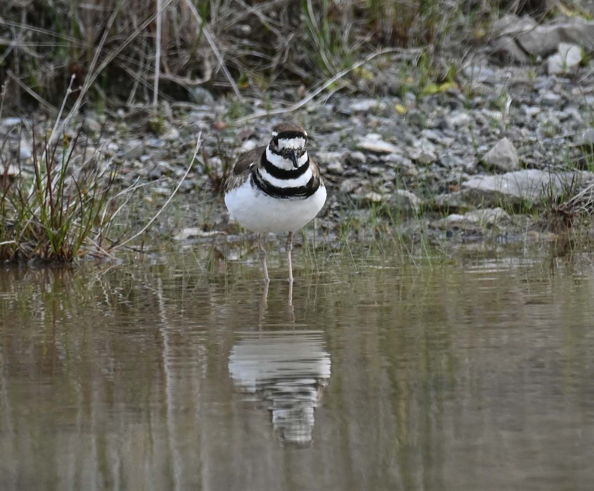 Keilschwanz-Regenpfeifer - ML620900050