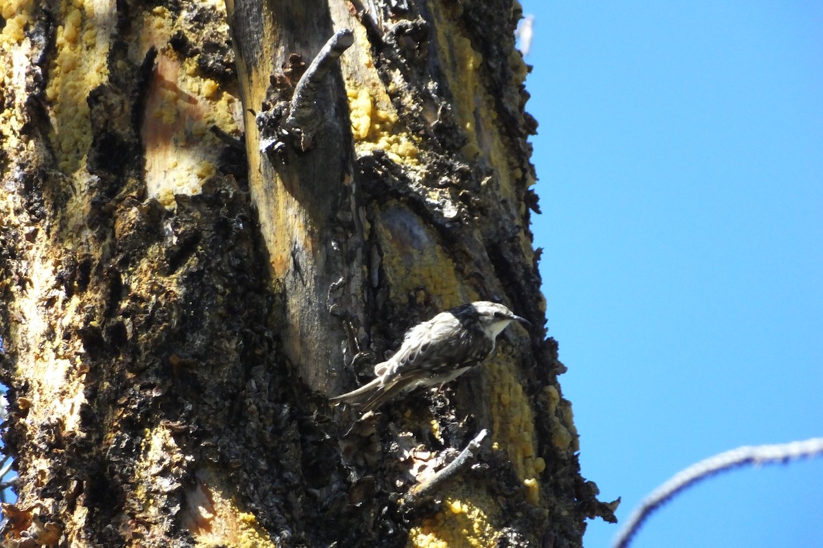 Brown Creeper - ML620900052