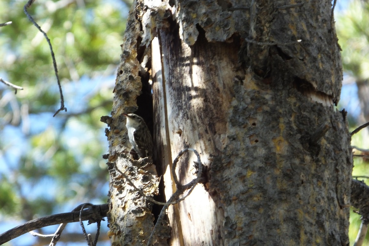 Brown Creeper - ML620900054