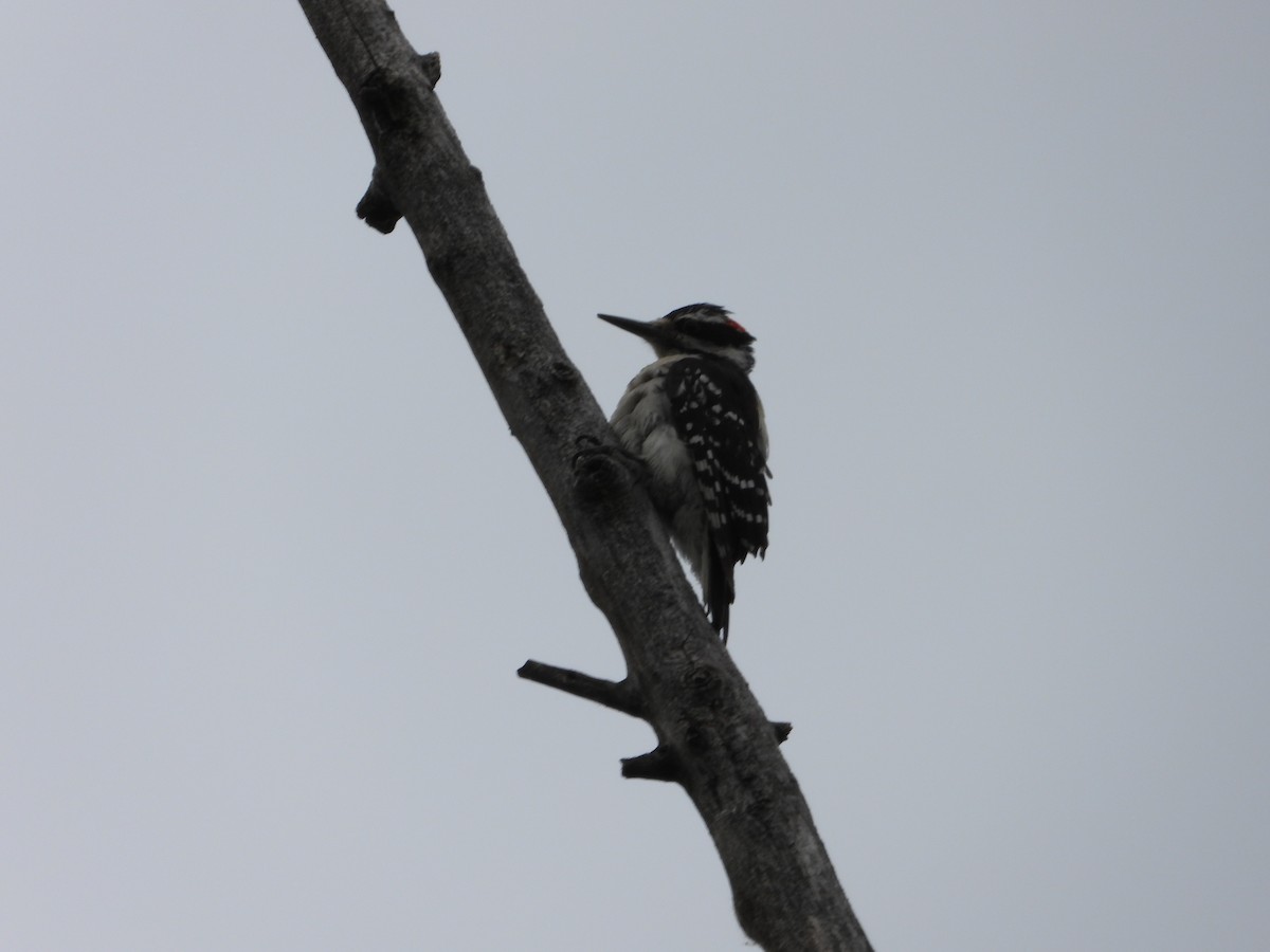 Hairy Woodpecker - ML620900055
