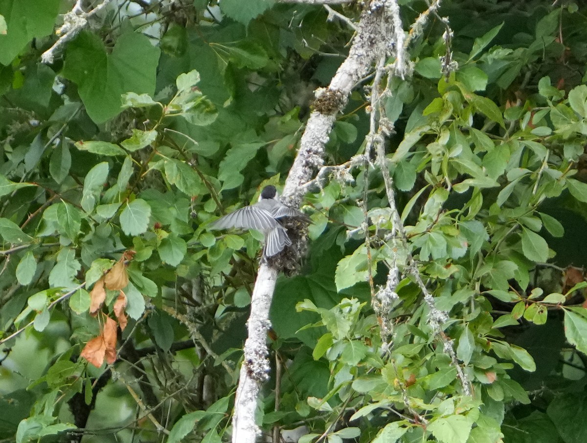 Black-capped Chickadee - ML620900056