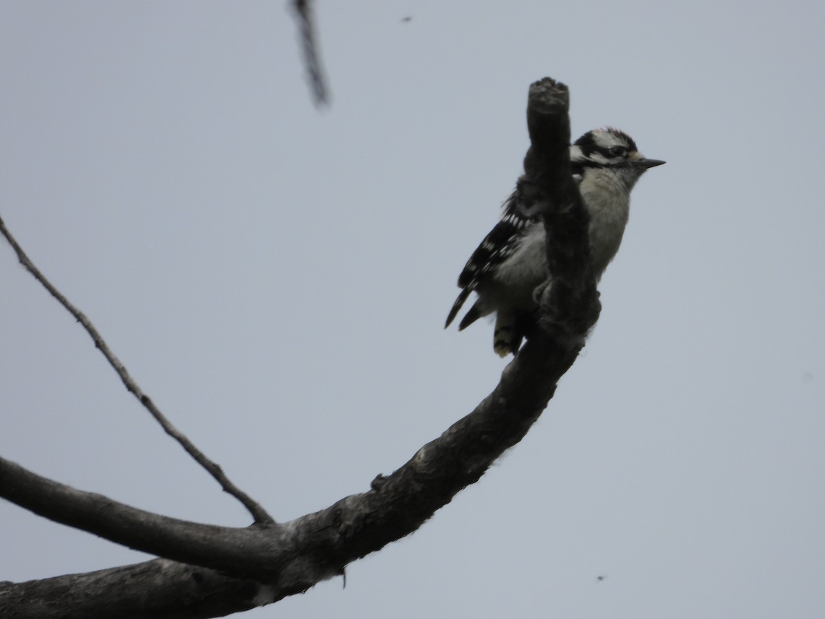 Downy Woodpecker - ML620900057