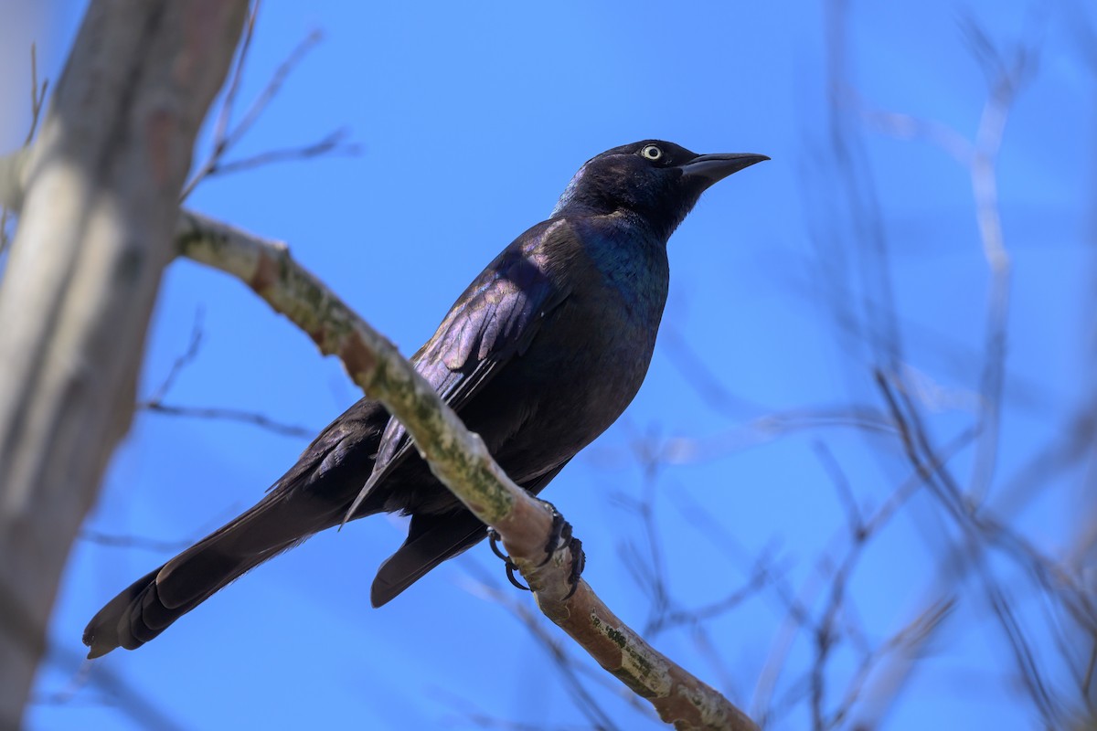 Common Grackle - ML620900061