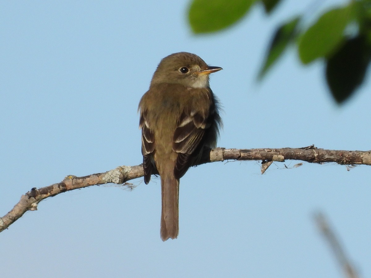 Alder Flycatcher - ML620900064