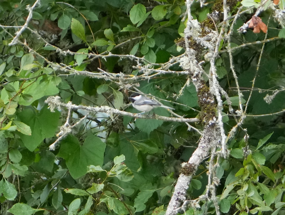 Black-capped Chickadee - ML620900065