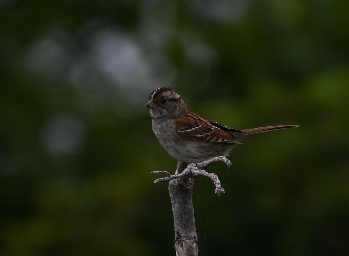 White-throated Sparrow - ML620900066