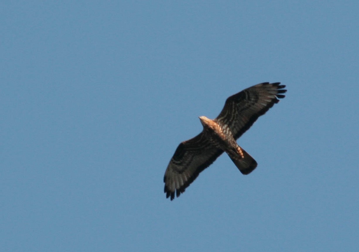 European Honey-buzzard - ML620900071