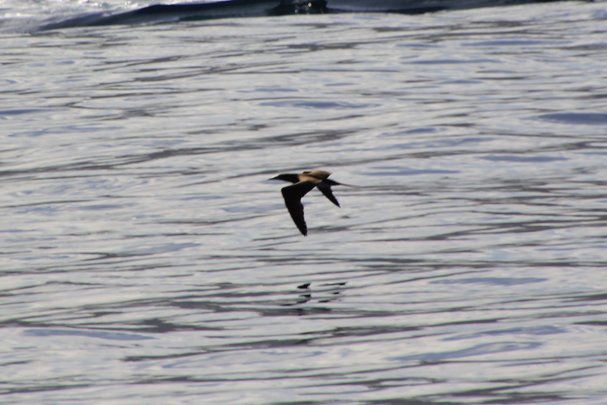 Brown Booby - ML620900091