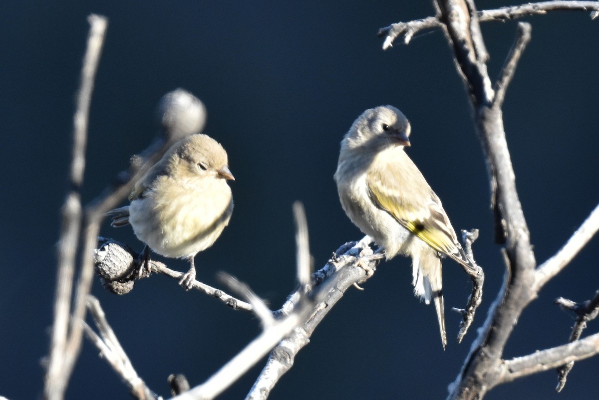 Lawrence's Goldfinch - ML620900092