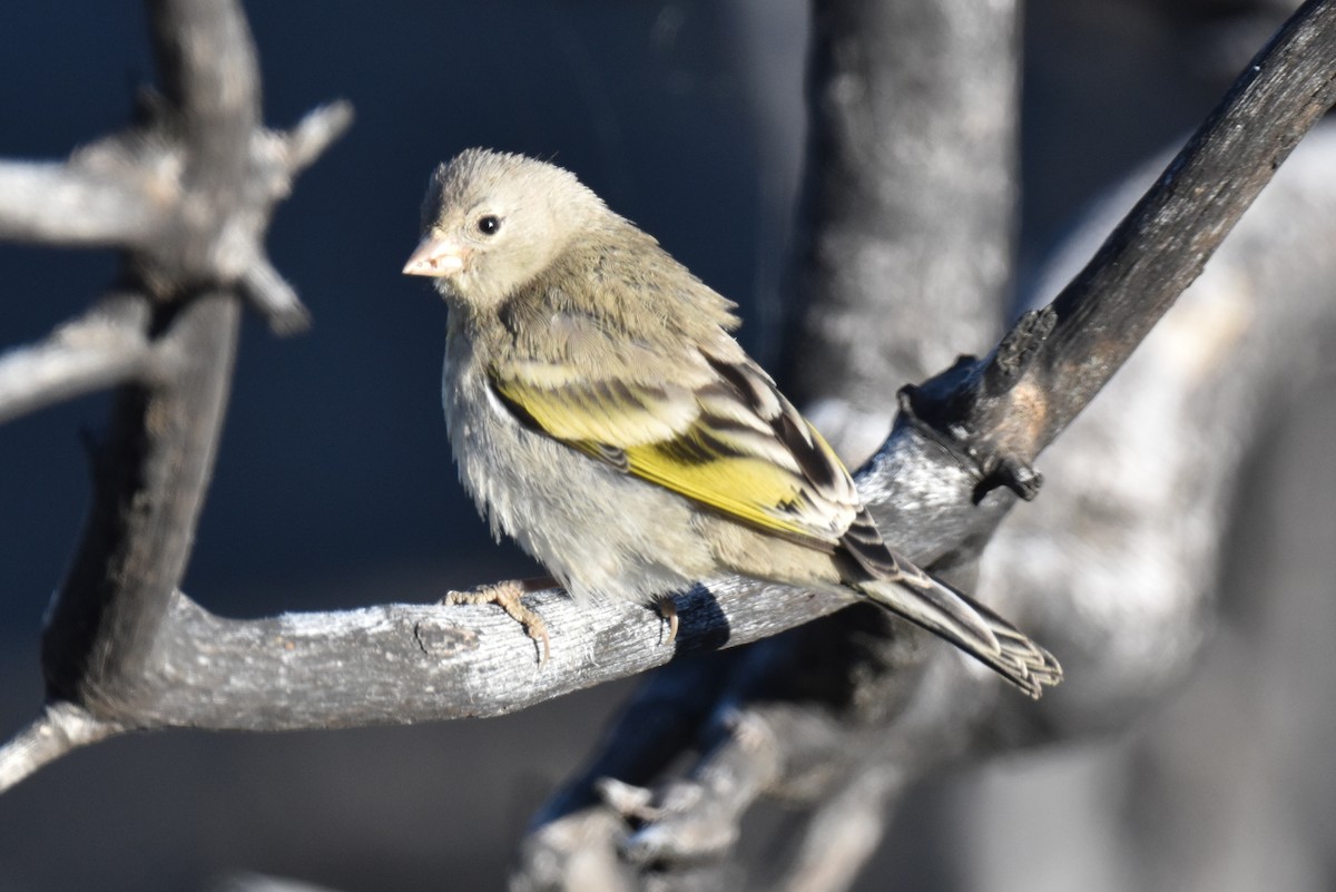 Lawrence's Goldfinch - ML620900094