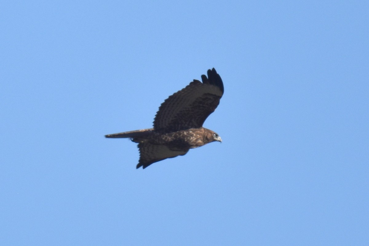 Red-tailed Hawk - Naresh Satyan