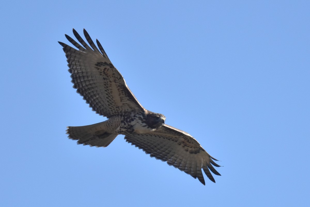 Red-tailed Hawk - ML620900098