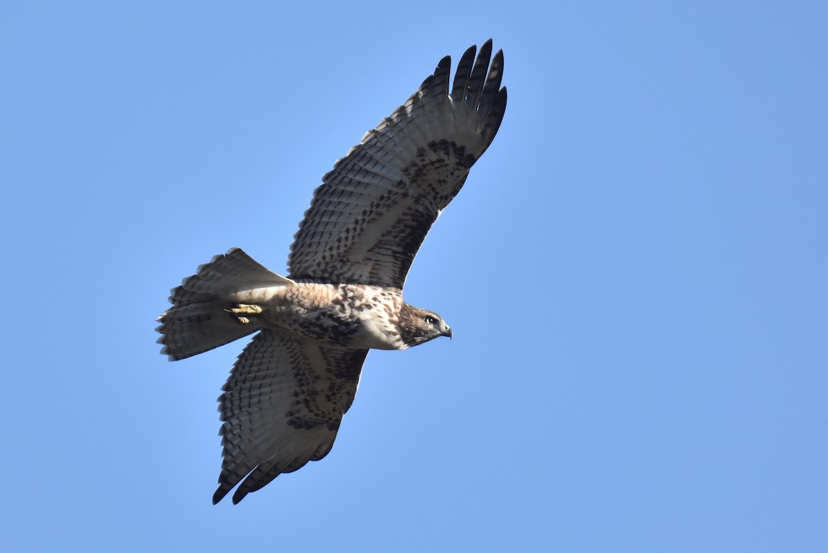 Red-tailed Hawk - ML620900099