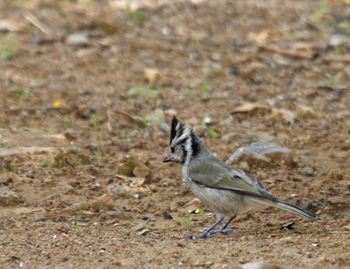 Bridled Titmouse - ML620900100