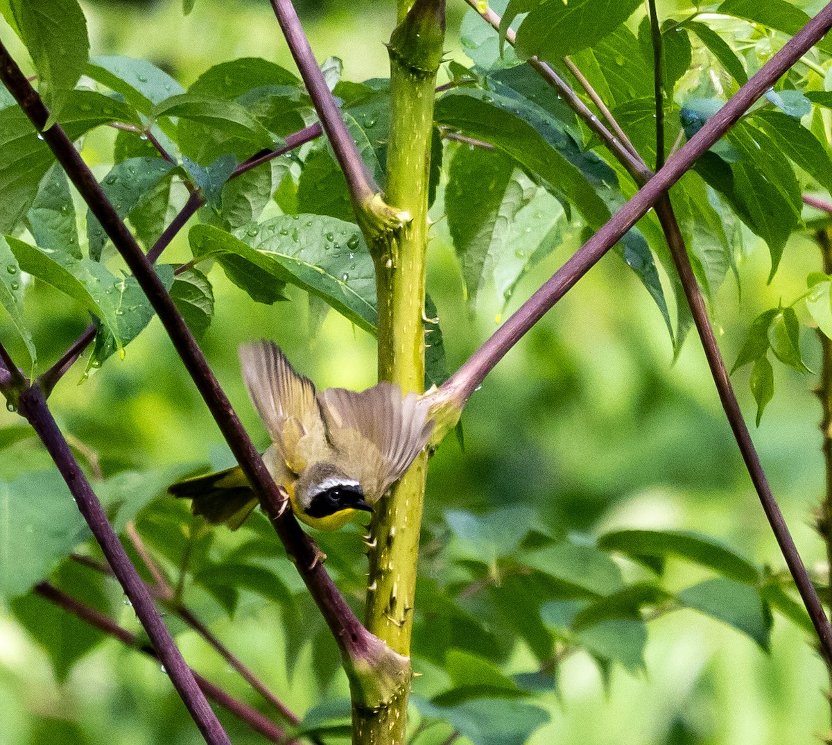 Common Yellowthroat - ML620900103