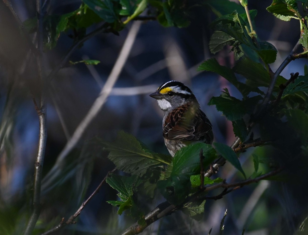 White-throated Sparrow - ML620900106
