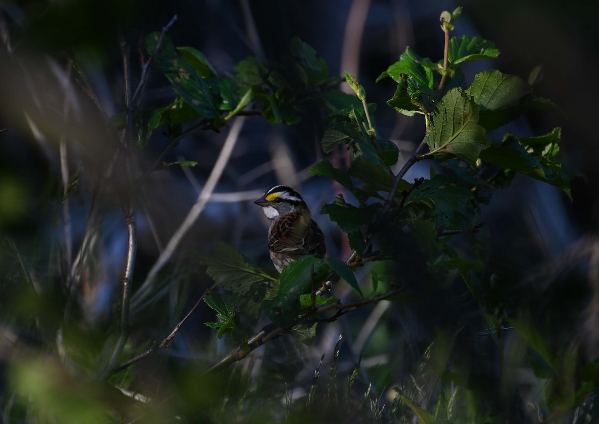 White-throated Sparrow - ML620900107