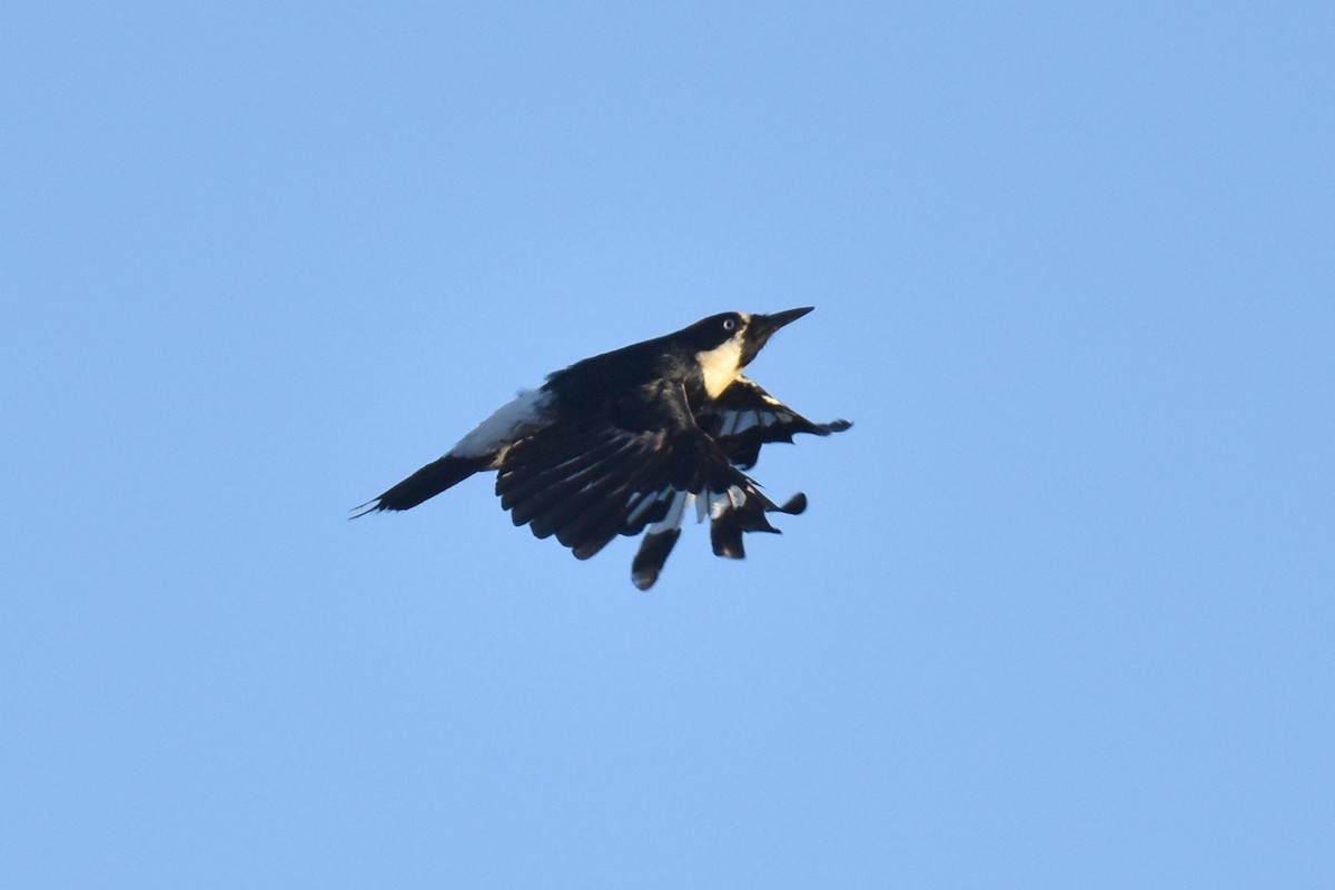 Acorn Woodpecker - ML620900109