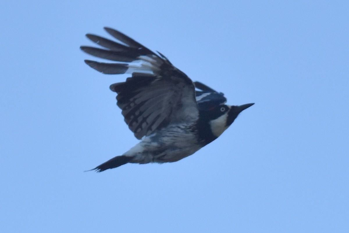 Acorn Woodpecker - ML620900110