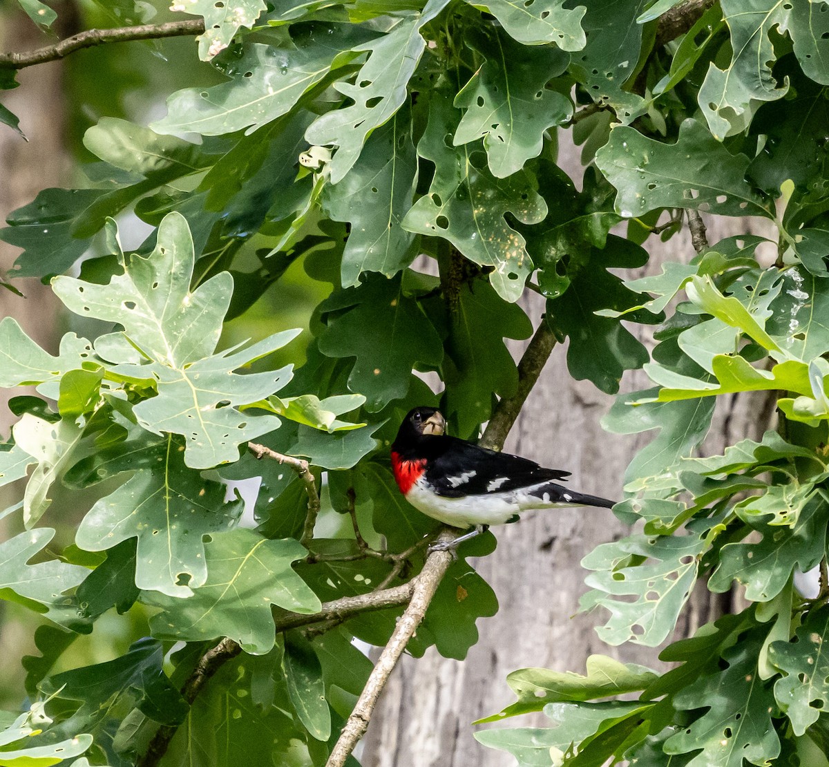 Rose-breasted Grosbeak - Mark Strittmatter