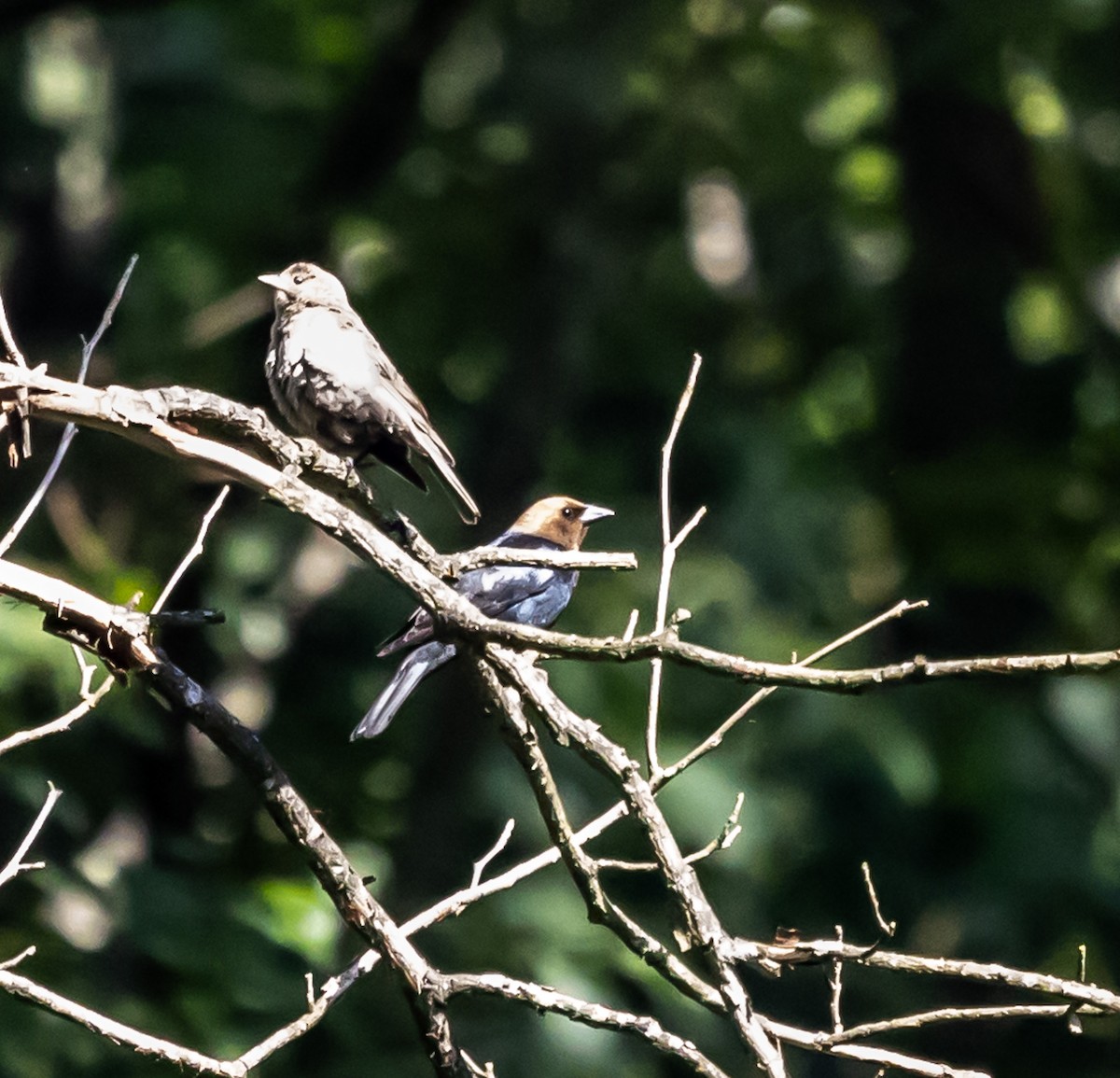 Brown-headed Cowbird - ML620900117