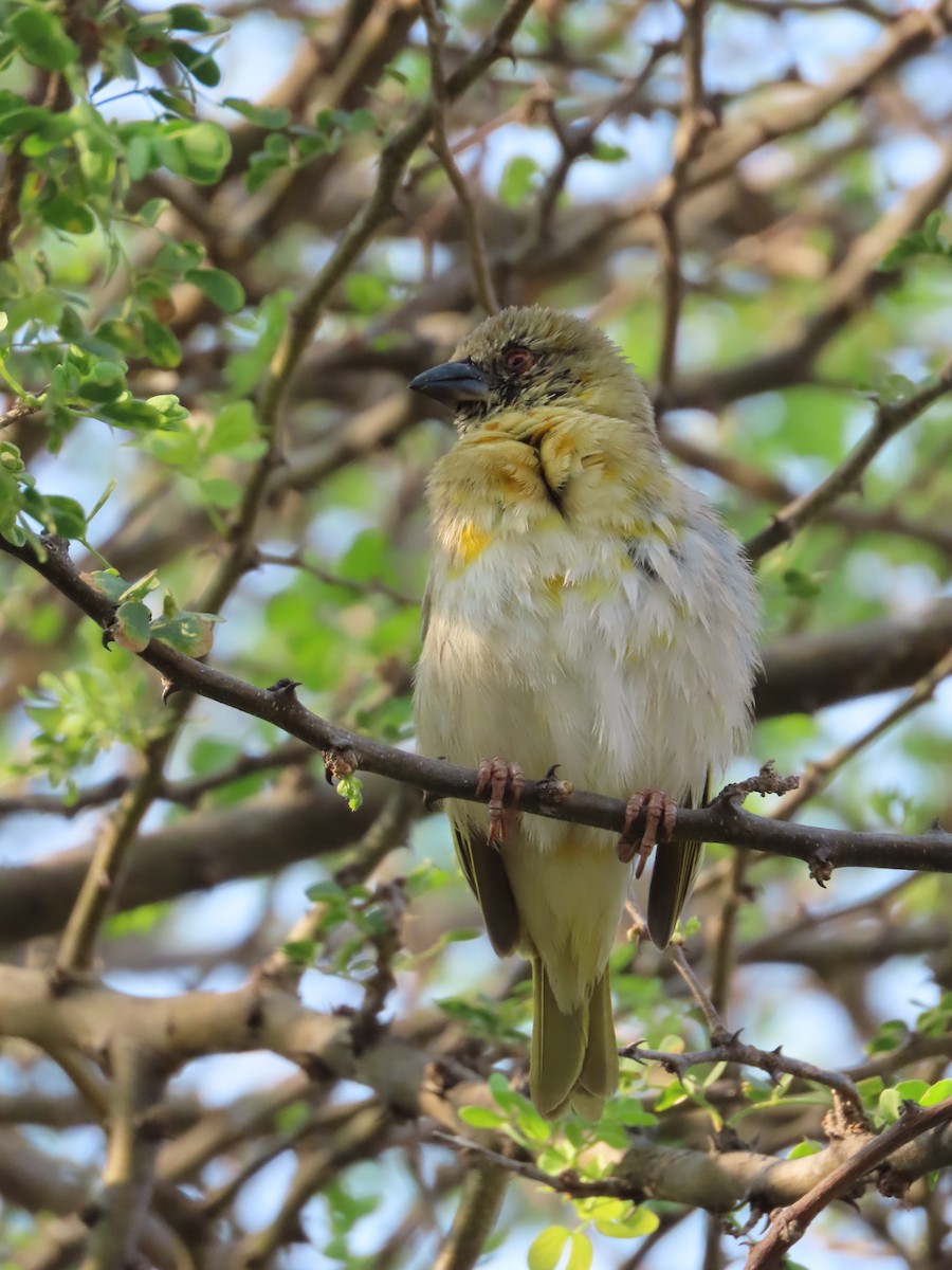 Southern Masked-Weaver - ML620900128