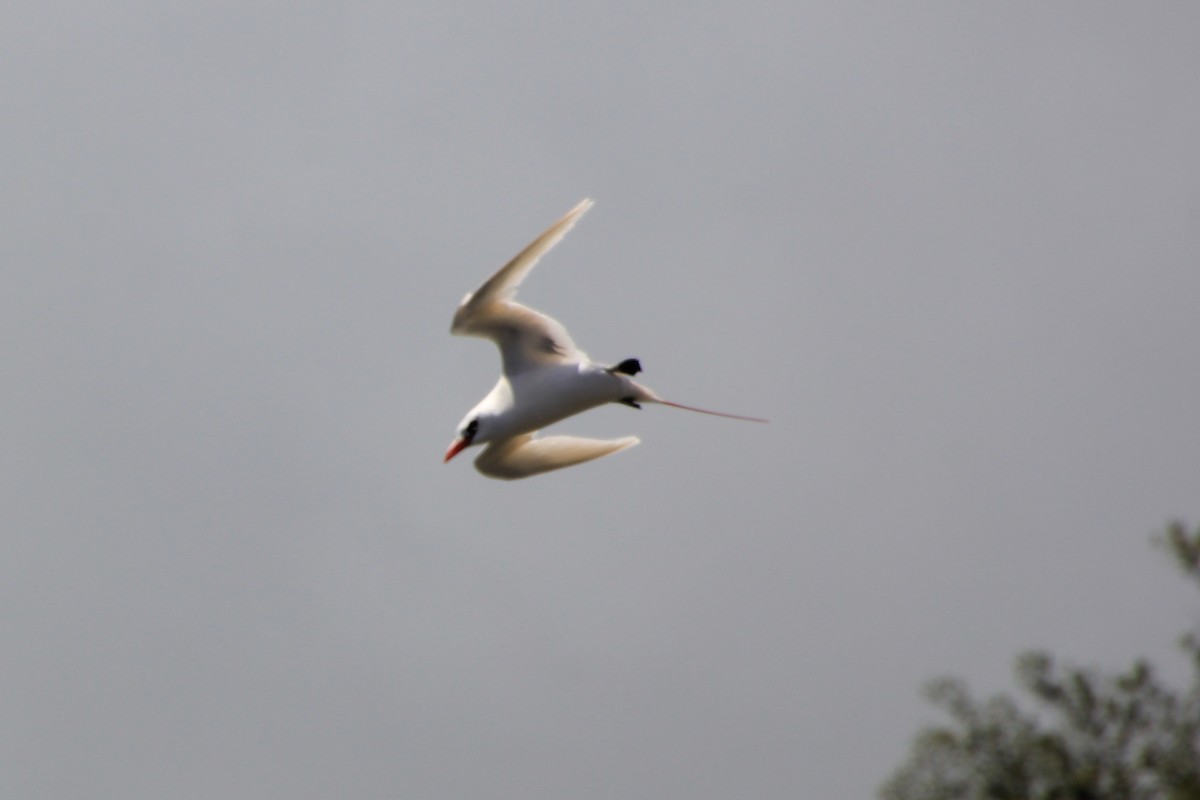 Red-tailed Tropicbird - ML620900149