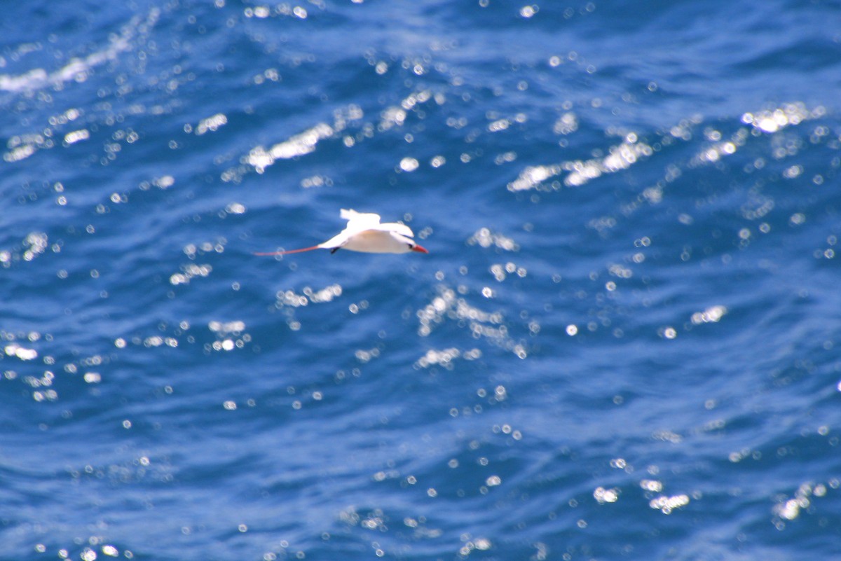 Red-tailed Tropicbird - ML620900150