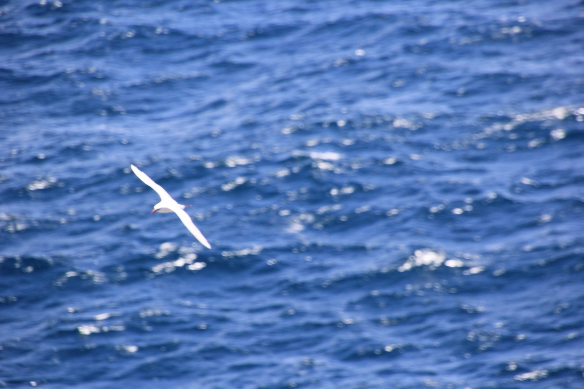 Red-tailed Tropicbird - ML620900151