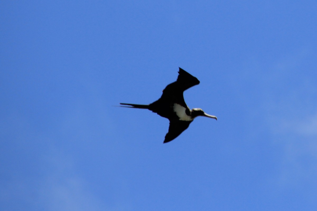 Great Frigatebird - ML620900167